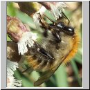 Bombus pascuorum - Ackerhummel 02.jpg